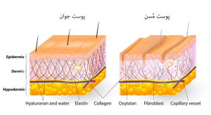 الاستین-و-کلاژن-پوست-در-ساختار